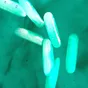 Lactobacillus acidophilus
