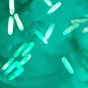 Lactobacillus plantarum